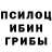 Галлюциногенные грибы Psilocybine cubensis tybox