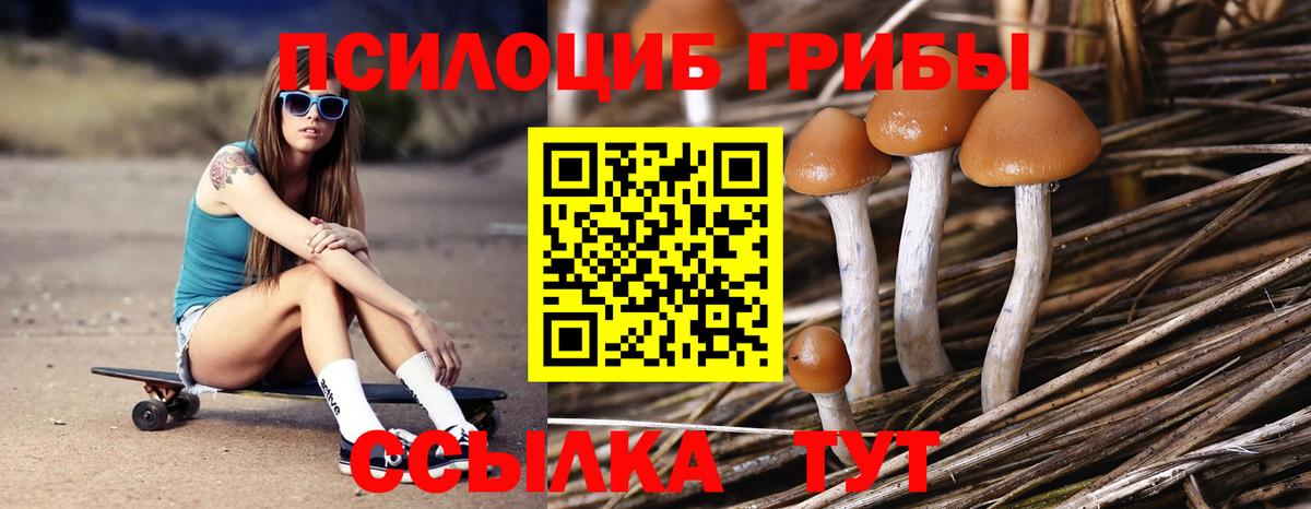 Псилоцибиновые грибы мицелий  Вход с VPN  Заинск  Галлюциногенные грибы GOLDEN TEACHER 